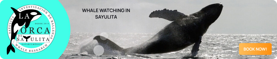 La Orca de Sayulita Banner